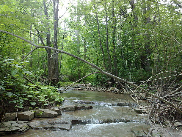istock River,nature,body of water,trees,woods 514057948