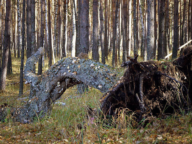 fallen tree stock photo