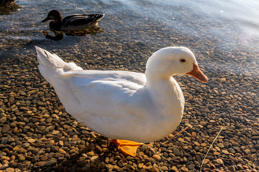 ducks in the pond in sariguren Navarra Pamplona