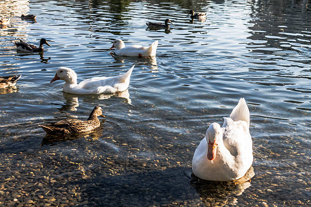 istock ducks in the pond in sariguren Navarra Pamplona 514059452