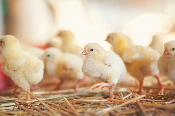 istock Baby chickens at farm 514059506
