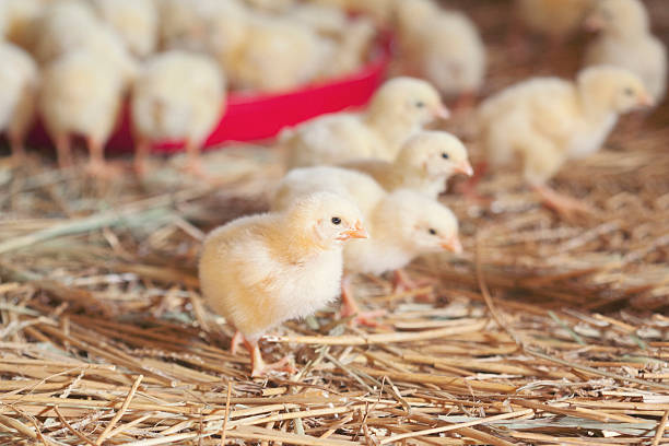istock Baby chickens at farm feeding 514059754