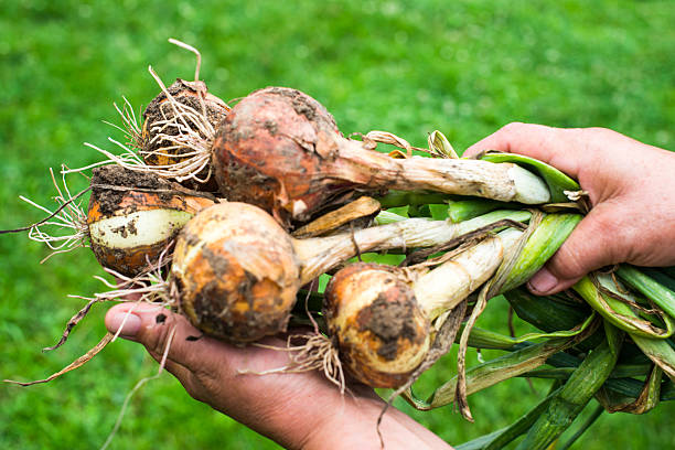 istock Hands holding freshly dug onion bulbs 514059872
