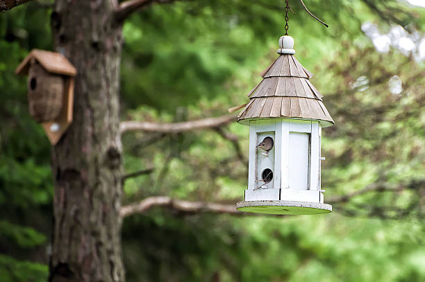 ミソサザイの巣箱 - birdhouse bird animal nest birds nest ストックフォトと画像