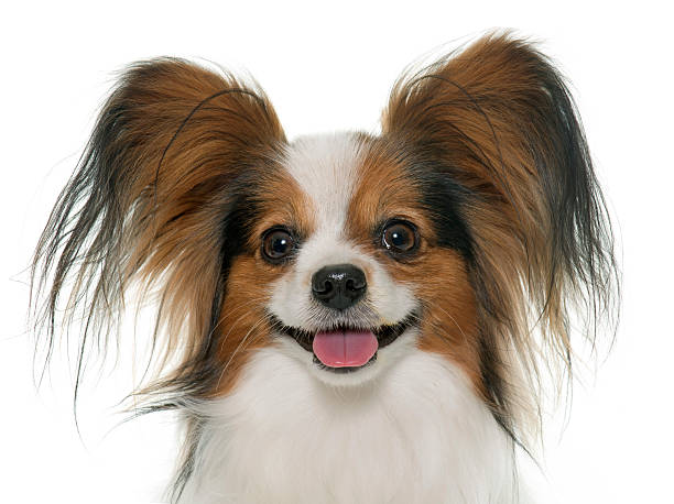 papillón perro en estudio - papillon fotografías e imágenes de stock