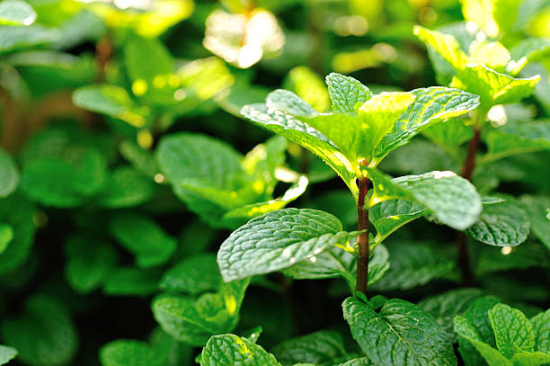 istock mint plant grow at vegetable garden 514060452