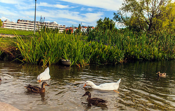 istock ducks in the pond in sariguren Navarra Pamplona 514060712