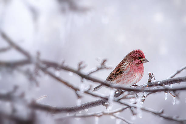 istock House Finch 514062272
