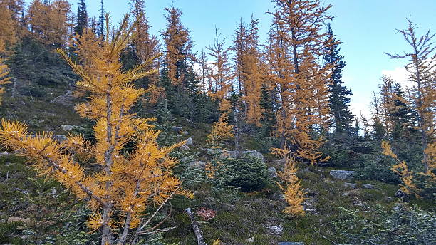 istock Yellow Larch Forest in Autumn 514062790