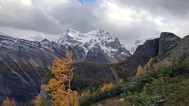istock Yellow Larch Trees near Lake Louse, Alberta, Canada 514062950