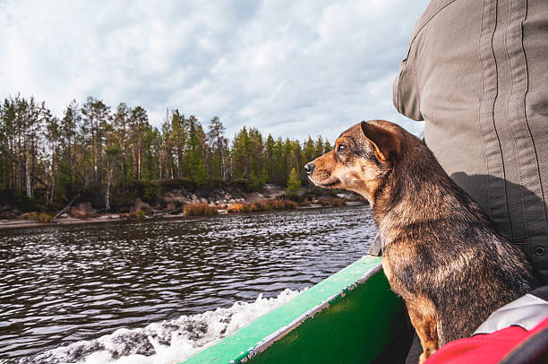 cachorro em um barco em um rio na sibéria ocidental - pokachi - fotografias e filmes do acervo