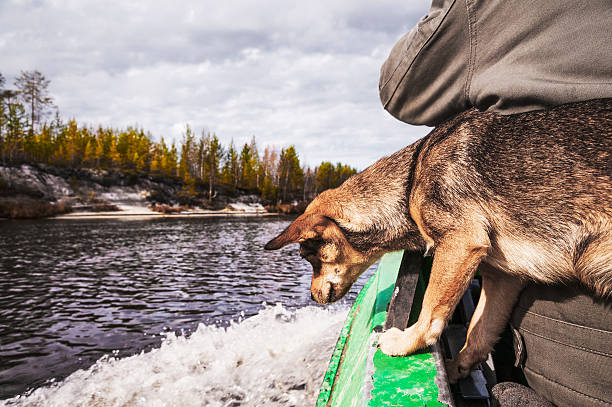 perro en un barco sobre el río en siberia occidental - pokachi fotografías e imágenes de stock