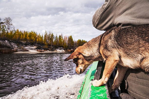 犬には、ボートでの川の西洋シベリア - pokachi ストックフォトと画像