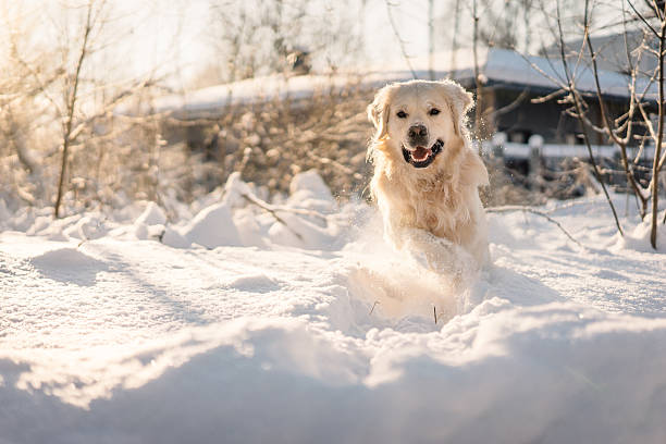 istock Golden retriever dog jumping from snow 514063436