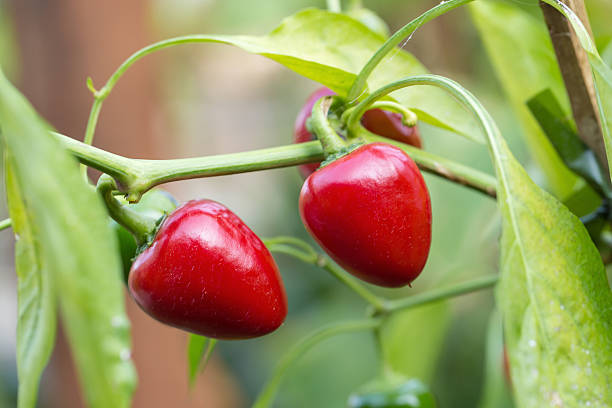 istock Red peppers growing in the garden 514063652