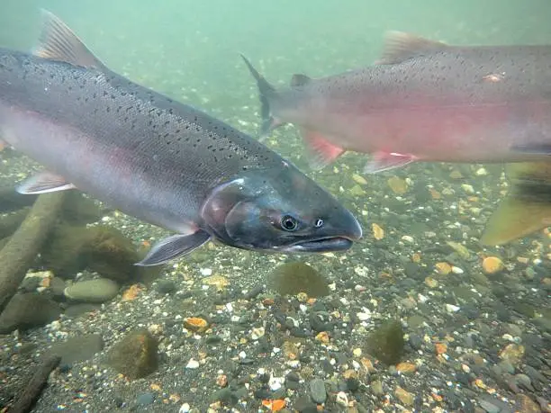 Salmon swim up Clear Creek in Central Alaska to spawn