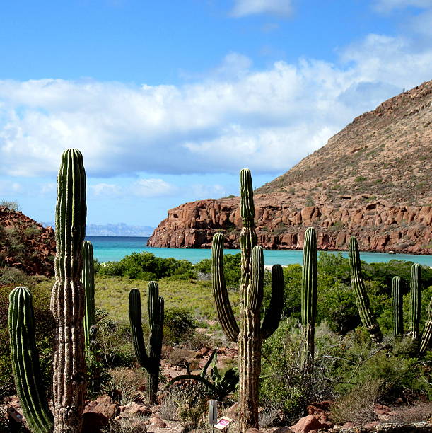 Cardon cactus desert in Baja California