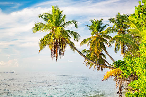 istock Palm trees on maldivian beach 514064194
