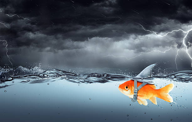 Small Fish With Ambitions Of A Big Shark Goldfish Wearing Fin Shark Swimming In Tempest - Business Concept animal fin photos stock pictures, royalty-free photos & images