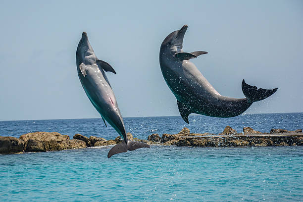 istock Jumping dolphins in the Caribbean sea 514064960