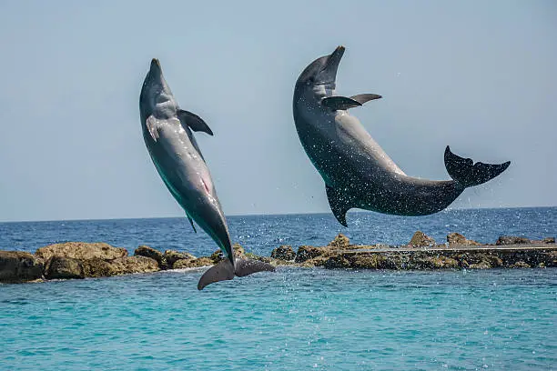 Jumping dolphins in the Caribbean sea - Curacao, Dutch Caribbean