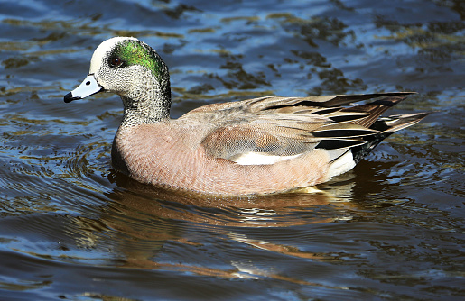 Mallard, Anas platyrhynchos, single male in flight, UK