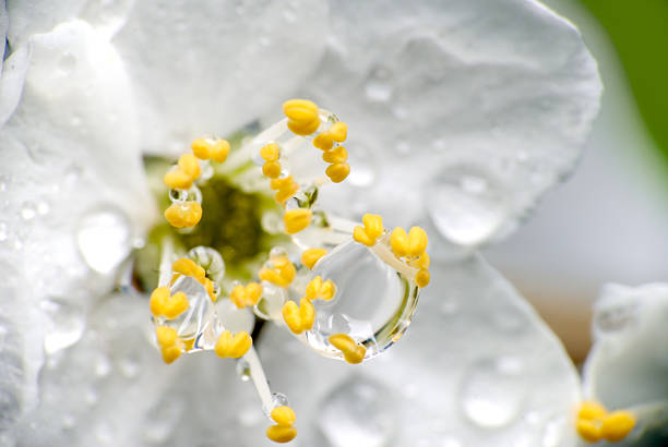 Closeup of Cherry Blossom with Water Drops - selective focus