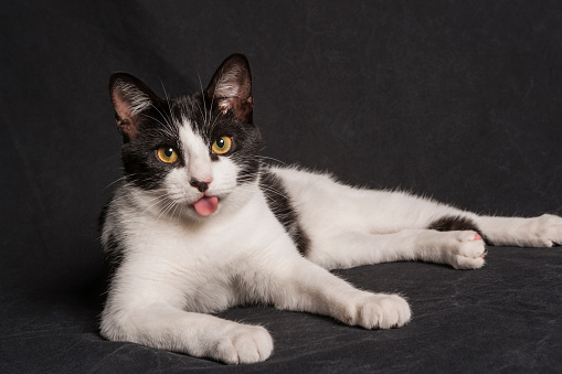 A black and white american shorthair cat photographed in the studio, on a black background, sticking it's tongue out at the camera. 