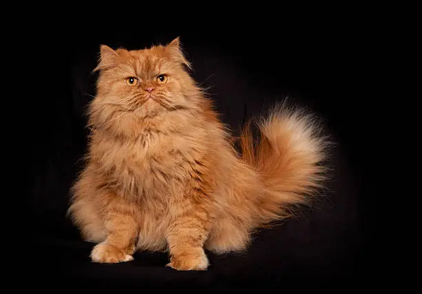 A portrait of a sitting orange/red Persian cat on a black cloth backdrop. 