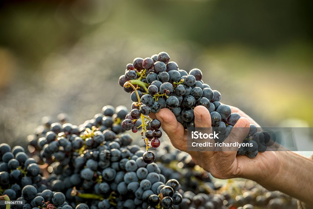 Hand picked grapes Male hand holding freshly hand picked grapes Winemaking Stock Photo