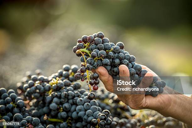 Hand Picked Grapes Stock Photo - Download Image Now - Winemaking, Agriculture, Autumn