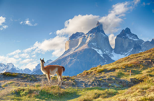 alpaca en la patagonia chileno - andes fotografías e imágenes de stock