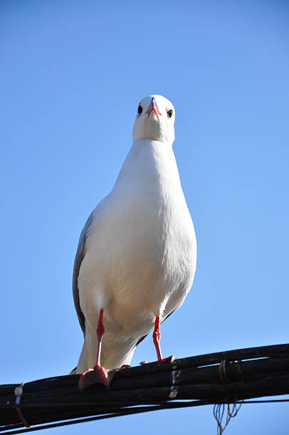 istock One standing pigeon in the garden 514068788