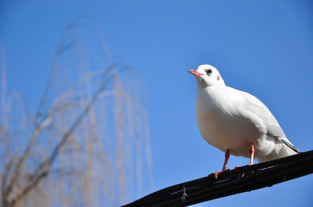 istock One standing pigeon in the garden 514068872