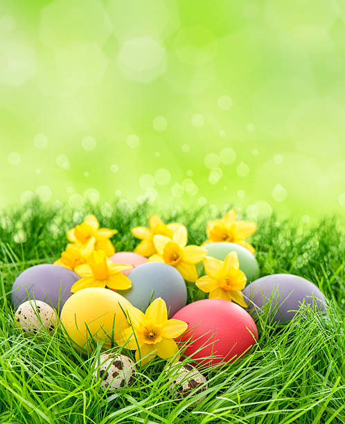 istock Easter eggs and narcissus flowers in green grass 514069968