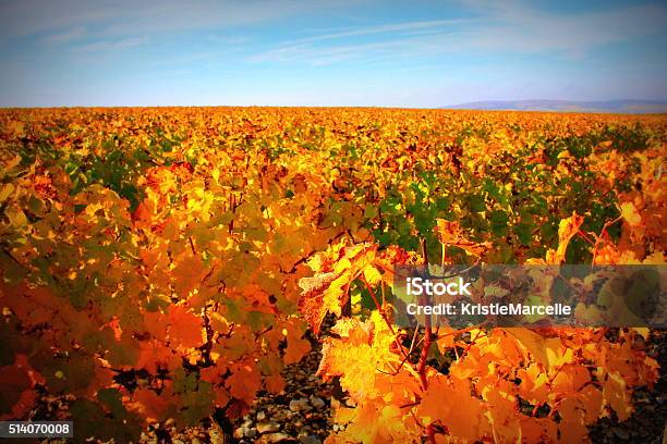 Fall Vineyard Stock Photo - Download Image Now - Agricultural Field, Autumn, Colors