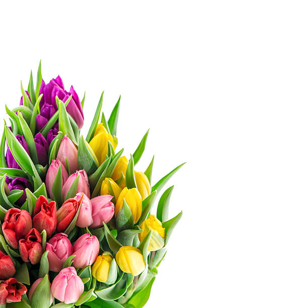 istock Bouquet of resh spring tulip flowers 514070326