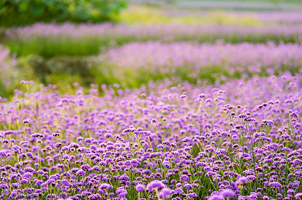 istock Purple Flowers in Field 514072199