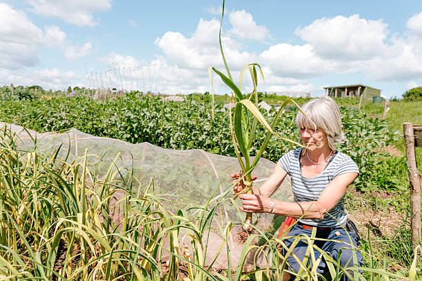 Market gardener