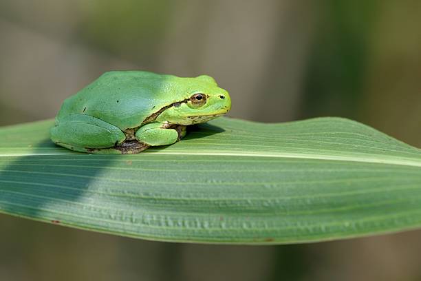 共通グリーンツリーフロッグ - green treefrog frog common frog tree frog ストックフォトと画像