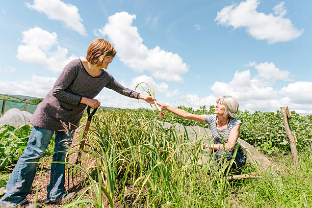 Market gardeners