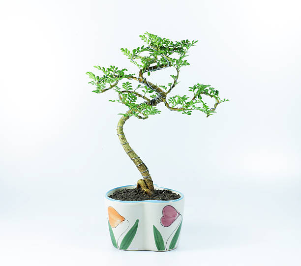 istock House Plant in Pot 514073831