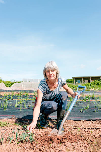 istock Market gardening 514075077