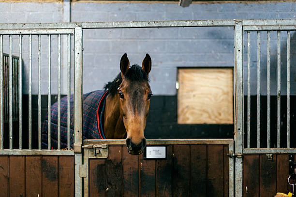 Racehorse in a stable stock photo