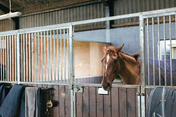 istock Racehorse in a stable 514075199