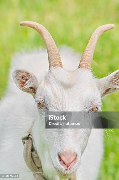 Goat Stock Photo - Download Image Now - Agricultural Field, Agriculture, Animal
