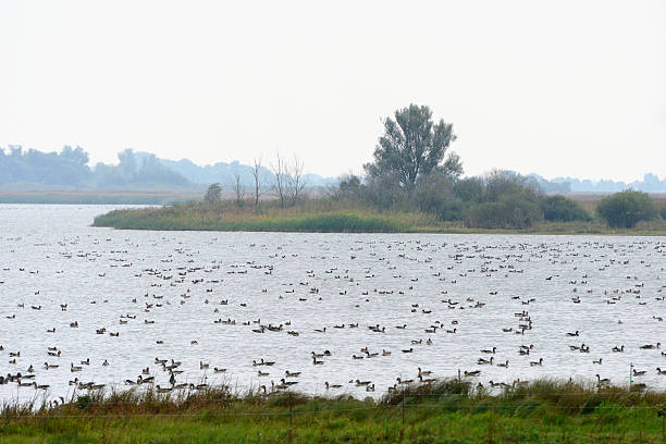 stormo di oca selvatica durante l'autunno migrazione - vogelzug foto e immagini stock