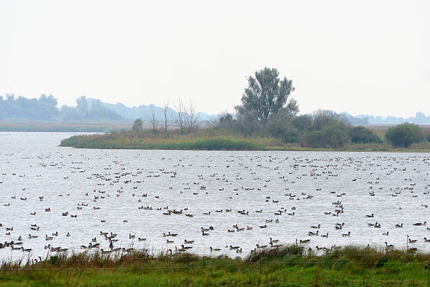 bando de ganso-bravo no outono de migração - vogelzug imagens e fotografias de stock