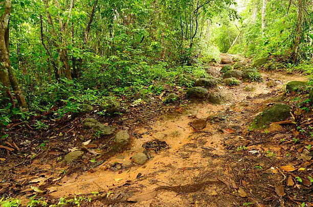 Wild Darien jungle near Colombia and Panama border. Muddy jungle path