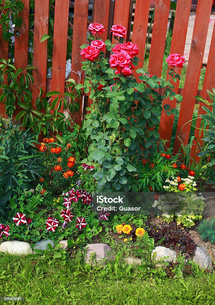 Garden flowers, flowerbed Asphalt Stock Photo